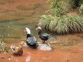 Chishui, Sidonggou Valley, watervogels