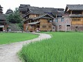 rijstvelden aan het dorp