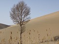 Dunhuang, Singing Sand dunes, eenzame boom