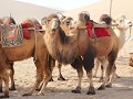 Dunhuang, Singing Sand dunes, prachtige kamelen