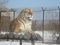 Harbin, Siberische tijger park