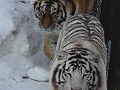 Harbin, Siberische tijger park, witte Siberische t