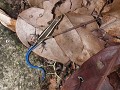 salamander met felblauwe staart op ons pad