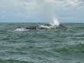 de 'humpback' walvis in de Pacific Oceaan