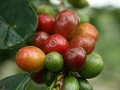 'Finca El Rodeo', koffieplantage in Circasia : rij