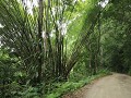 Minca, wandeling Cascada de Marinka, bamboe