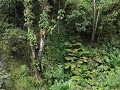 Minca, junglewandeling Cascada de Marinka