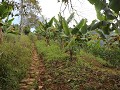 Jardín, wandeling tussen bananenplantages naar Cri