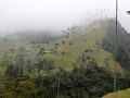 Valle de Cocora, waspalmen