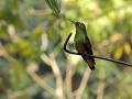Valle de Cocora, colibri