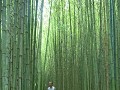 bamboebos in botanische tuin Lankester Garden