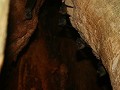Cabo Blanco Park, vleermuisjes slapen overdag in d