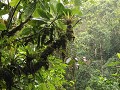 Reserva Ecológica Cayamba Coca PN, Amazonewoud aan