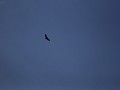 Cascada Cóndor Machay, condor hoog in de lucht