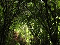 Amazone junglepad, Paseo de los Monos, Puyo