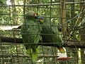 papegaaien, Paseo de los Monos, Puyo