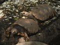 schildpadden, Paseo de los Monos, Puyo