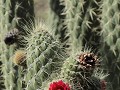 cactus in bloei, tussen Quilotoa en Zumbahua