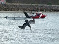 Puerto Lopez, pelikanen in de haven duiken naar vi