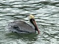Puerto Lopez, pelikanen zwemmen in de haven
