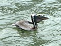Puerto Lopez, pelikaan in de haven