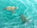 Isla de la Plata, Groene Zeeschildpadden zwemmen r