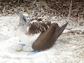 Isla de la Plata, blauwvoetgent, vrouwtje op nest