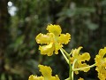 Zamora, Podocarpus PN, sector Bombuscaro, orchidee