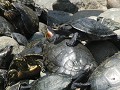 Guayaquil, schildpadden in Parque Seminario