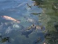 Guayaquil, vissen en schildpadden in de vijver in 