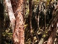 Cajas PN, papierbomenbos tijdens merenwandeling - 