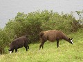 Laguna Cuicocha, rondwandeling kratermeer, lama's 