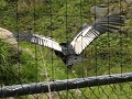 Otavalo, Parque Cóndor, de condor heeft amper ruim