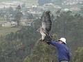 Otavalo, Parque Cóndor, vogelshow