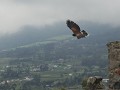 Otavalo, Parque Cóndor, vogelshow