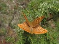 parende vlinders op Harilaid schiereiland