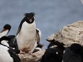 Falklands, New Island Settlement, Rockhopperpinguï