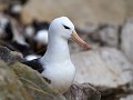 Falklands, New Island Settlement, wenkbrauwalbatro