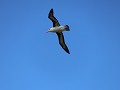 Falklands, New Island Settlement, Black Browed Alb