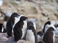 Falklands, New Island Settlement, rockhopperpinguï
