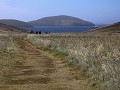 Falklands, New Island Settlement, wandeling terug 