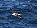 Falklands, wenkbrauwalbatros vliegt rond Plancius 
