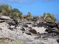 Falklands, New Island North Harbour, wandeling ove