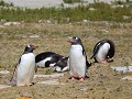 Falklands, New Island North Harbour, gentoo of eze
