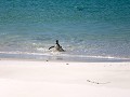 Falklands, New Island North Harbour, gentoo of eze