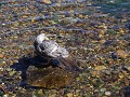 Falklands, Stanley, Falkland flightless steamer du