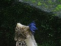 Semuc Champey, paddenstoel met vlinder