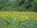 een van de vele zonnebloemen-velden die het landsc