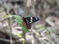 vlinder in Chinnar wildlife sanctuary