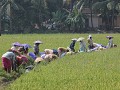rijstbewerkers te Chennamkari